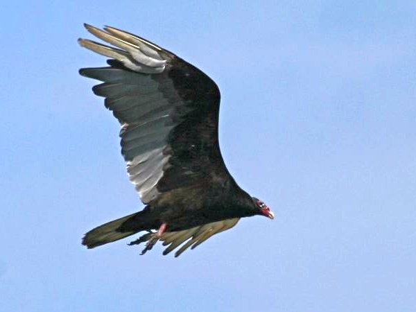 Turkey vulture in flight (photo by Chuck Tague)