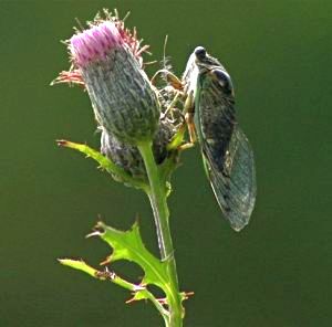 Cicada on Swamp Thistle (photo by Chuck Tague)