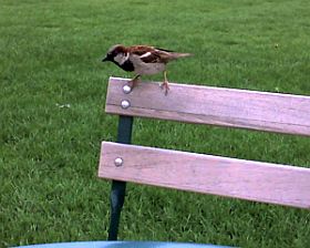 House Sparrow at Schenley Plaza (photo by Kate St. John)