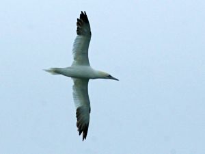 Northern Gannet (photo by Chuck Tague)