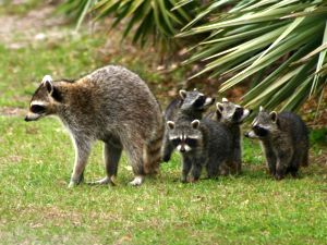 Raccoon family (photo by Chuck Tague)