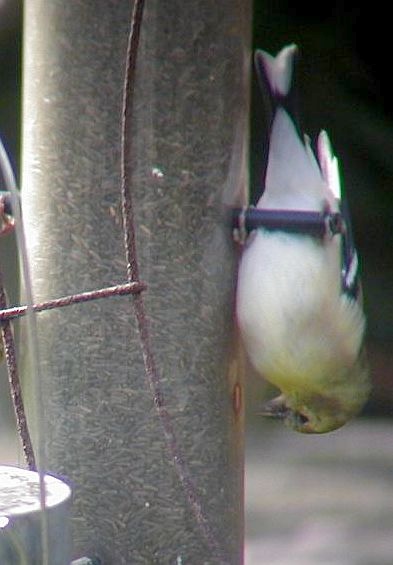 American goldfinch at upside down thistle feeder (photo by Marcy Cunkelman)