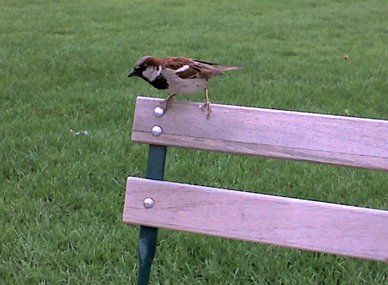 House sparrow begs at Schenley Plaza, Aug 2008 (photo by Kate St. John)