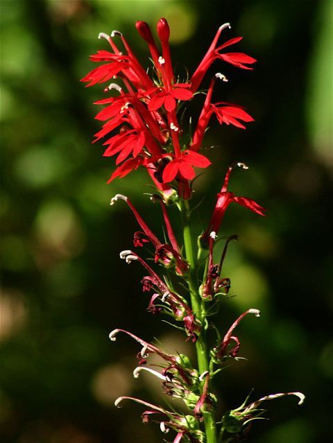 Cardinal flower (photo by Chuck Tague)
