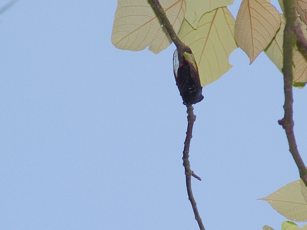 Cicada on a tree branch (photo by JohnTsui via Wikimedia Commons)