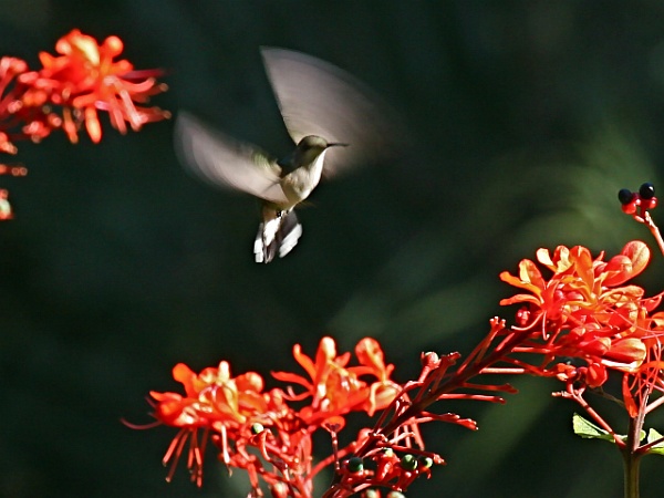 Ruby-throated hummingbird in flight (photo by Chuck Tague)