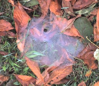Funnel spider web (photo by Kate St. John)