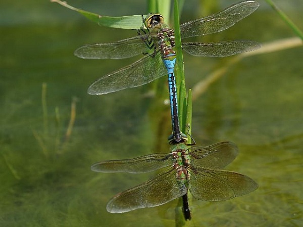 Common Green Darner dragonflies mating (photo by Chuck Tague)