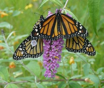 Monarch butterflies, one showing tag (photo by Marcy Cunkelman)