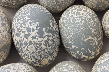 Guira Cuckoo (Guira guira), eggs 2006 © Rosamond Purcell 