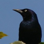 Common Grackle (photo by Chuck Tague)