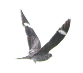 Common Nighthawk (photo by Daniel Berganza, GNU Free Documentation License)