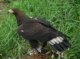 Golden eagle (photo in the public domain from Zoo Ostrava, Czech Republic)