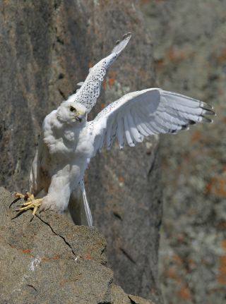 Gyrfalcon (photo from the PBS series Nature. www.pbs.org/nature)