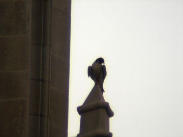 E2 gazes from the Cathedral of Learning, June 2008 (photo by Richard Tourville)