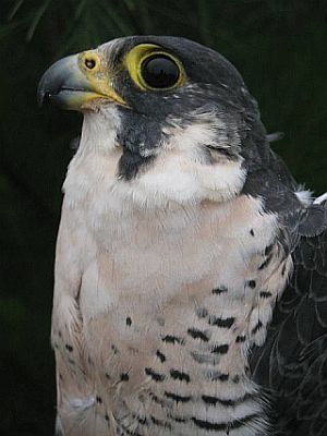 Elizabetha, long distance migrant peregrine (photo by Bud Anderson)