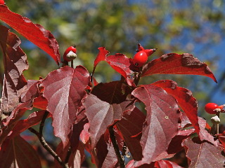 Flowering Dogwood in fall colors (photo by Chuck Tague)