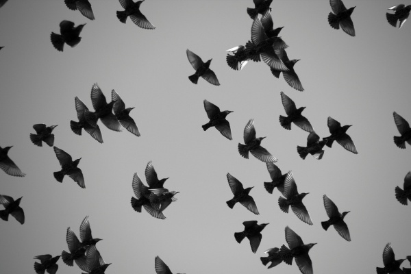 Starlings in monochrome (photo by Mr. T in DC, via Flickr, Creative Commons license)