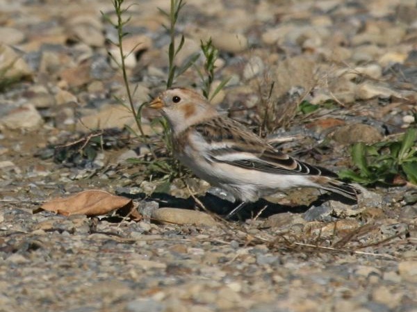 Snow bunting (photo by Chuck Tague)