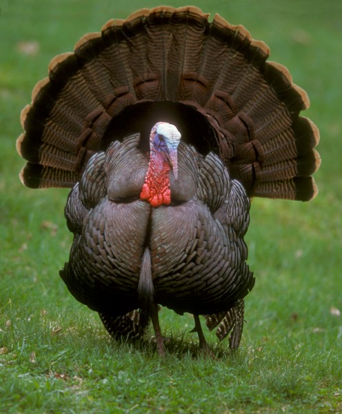 Wild turkey, displaying (from the PA Game Commission photo gallery)