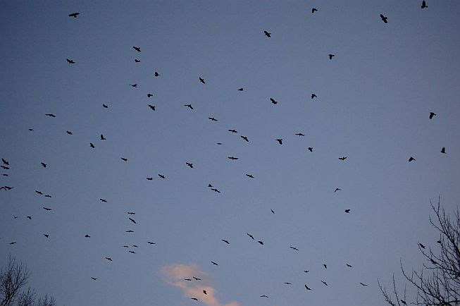Winter Flock of American Crows (photo by Tom Merriman)