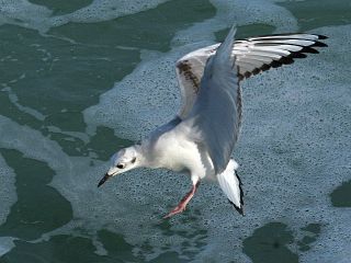 Bonaparte's Gull (photo by Chuck Tague)