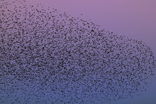 Cloud of European Starlings (photo from Shutterstock by Vasily A. Ilyinsky)
