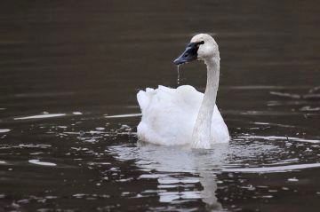 Tundra Swan (photo by Steve Gosser)