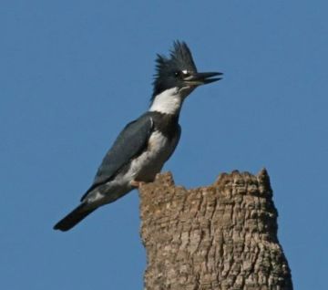 Male Belted Kingfisher (photo by Chuck Tague)