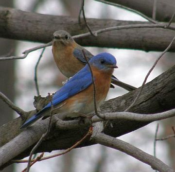 Male and female Eastern Bluebirds (photo by Marcy Cunkelman)