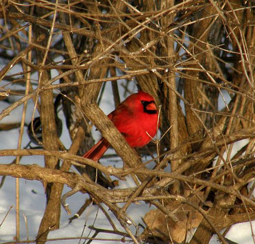 Northern Cardinal (photo by Marcy Cunkelman)