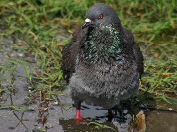 Rock Pigeon (photo by Chuck Tague)