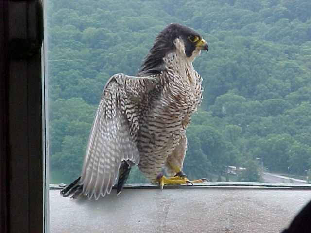 Peregrine mother, Dorothy, defends her babies on banding day, 2004 (photo by Jack Rowley)
