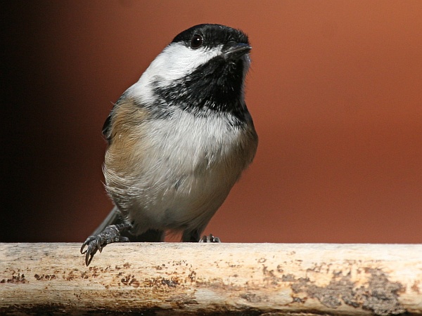 Black-capped chickadee (photo by Chuck Tague)