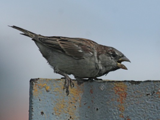 House sparrow in aggressive posture (photo by Chuck Tague)