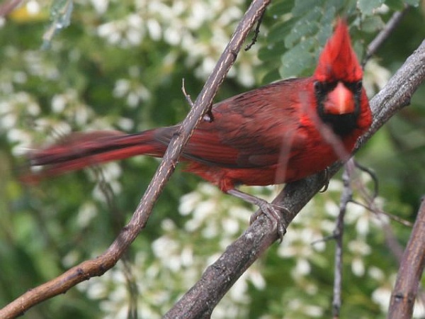 Agitated northern cardinal (photo by Chuck Tague)