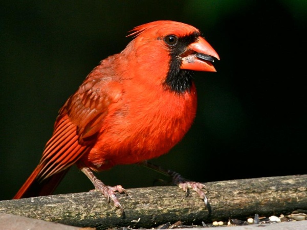 Northern cardinal eating sunflower seeds (photo by Chuck Tague)