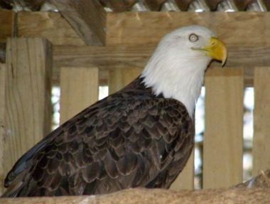 Bald Eagle in rehab for lead poisoning at Medina Raptor Center, Medina, Ohio (photo by Debbie Parker)