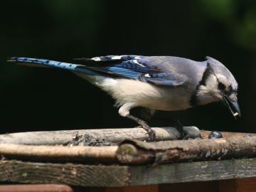 Blue Jay (photo by Chuck Tague)