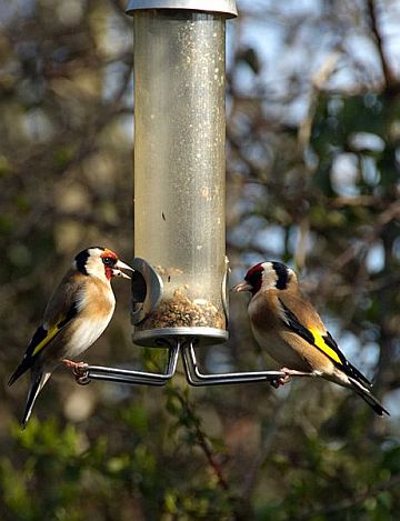 European Goldfinches (photo from Wikimedia Commons)