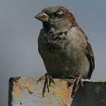 House sparrow (photo by Chuck Tague)