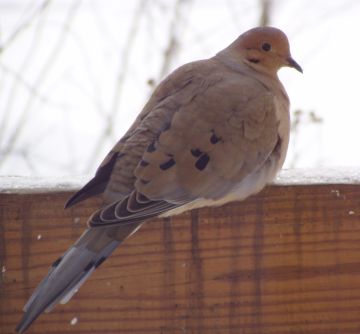 Mourning Dove (photo by Marcy Cunkelman)