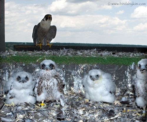 Peregrine Falcon with chicks (photo by Kim Steininger)