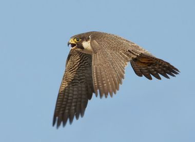 Peregrine Falcon (photo by Kim Steininger)