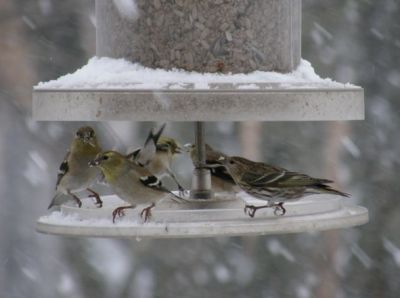 Pine Siskin and American Goldfinches (photo by Marcy Cunkelman)
