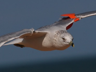 Wing-tagged Ring-billed Gull (photo by Chuck Tague)