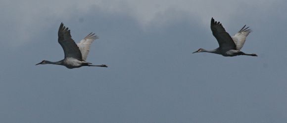 Sandhill Cranes in flight (photo by Chuck Tague)