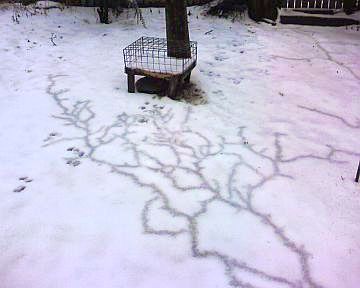 Subnivian mouse trails at my bird feeder (photo by Kate St. John)