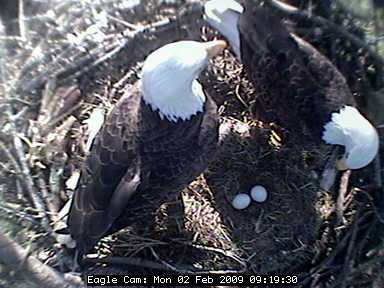 Bald Eagle pair at Blackwater NWR (photo from Friends of Blackwater eagle cam)