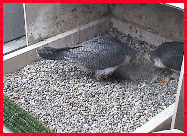 Dorothy and E2 bow at the nest (photo from the National Aviary webcam)